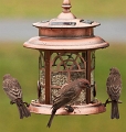 Three Finches